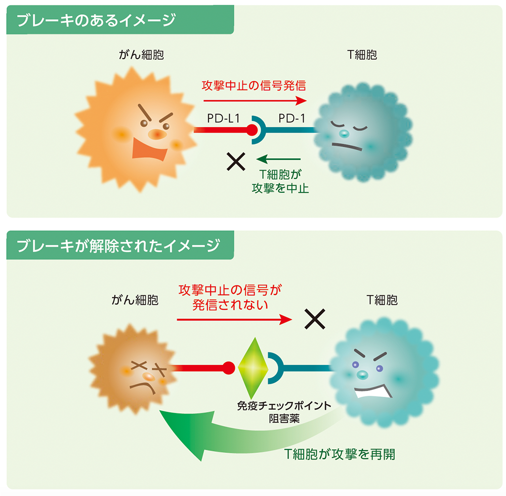 免疫チェックポイント阻害薬の作用機序のイメージ