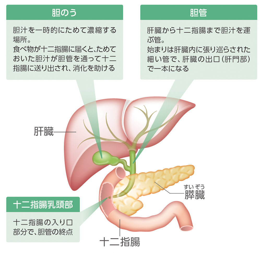 胆道の構造のイメージ