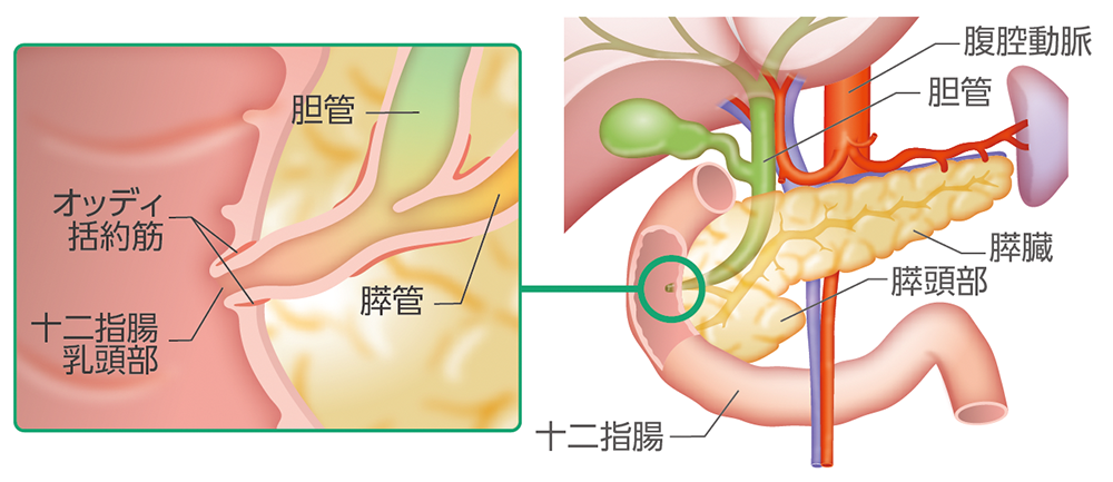 十二指腸乳頭部がんの部位のイメージ​