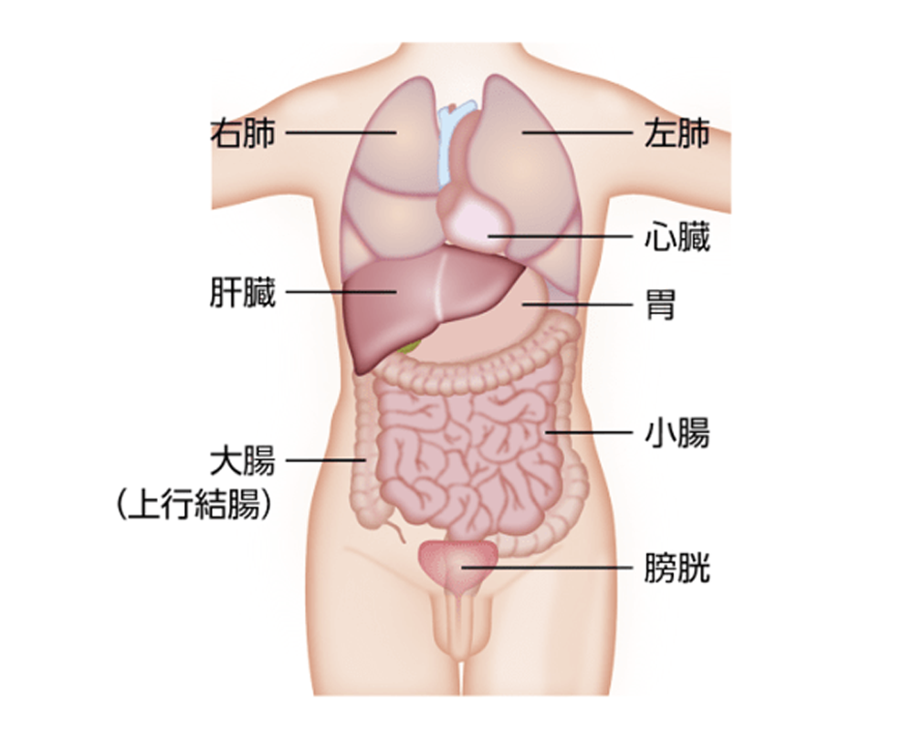 肝臓の位置のイメージ