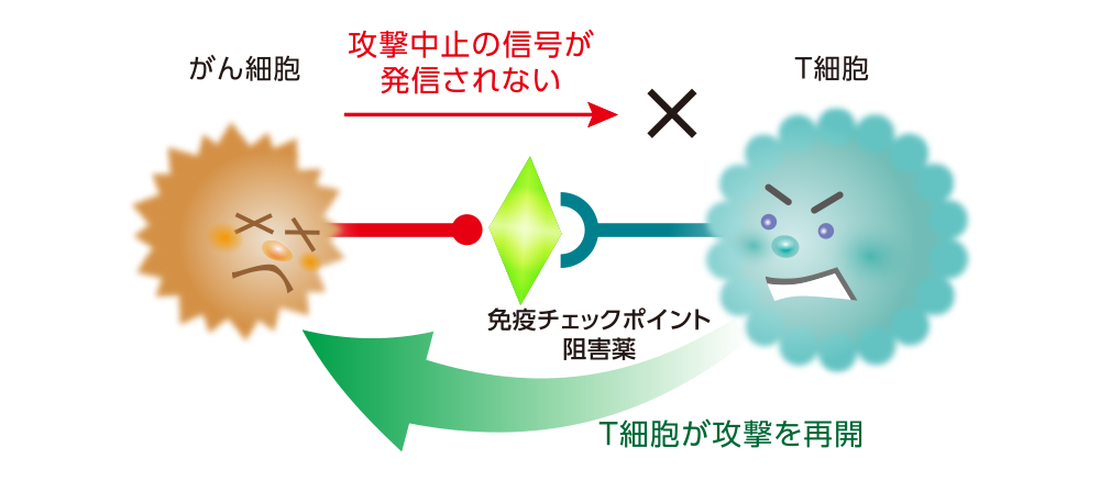 免疫チェックポイント阻害薬の作用のイメージ